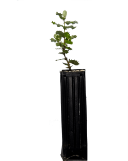Plantón trufero