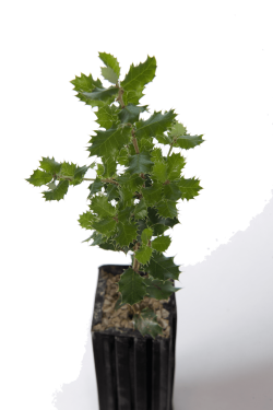 Plantón trufero
