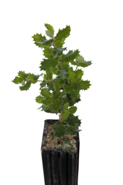 Plantón trufero
