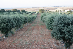 plantación trufera