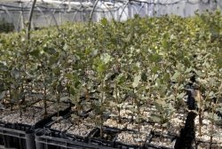 Vivero encitruf