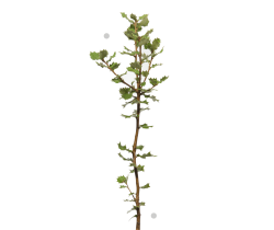 Plantón trufero