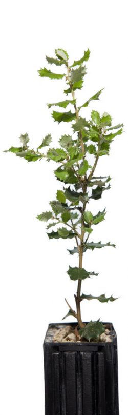 Planta micorrizada