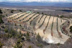 Plantación encitruf