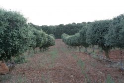 Plantación encitruf