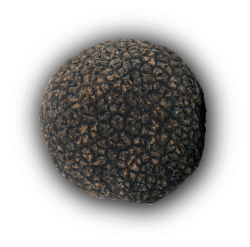 Trufa negra