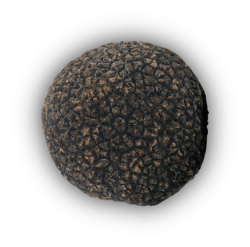 Trufa negra