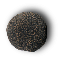 Trufa negra