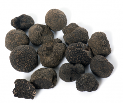 Trufa negra