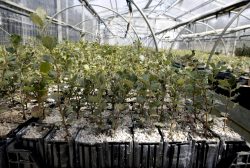 Vivero encitruf