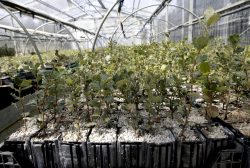 Vivero encitruf